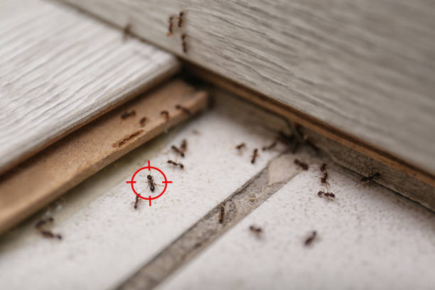 Best Best Pest Control Companies  in Francis, UT