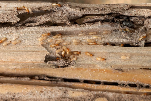 Best Exterminator Services  in Francis, UT