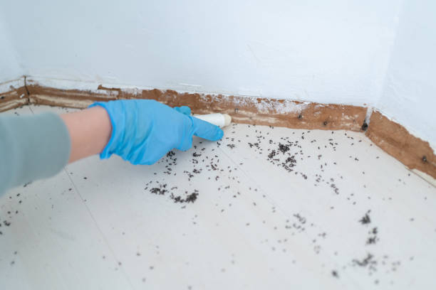 Best Bed Bug Extermination  in Francis, UT